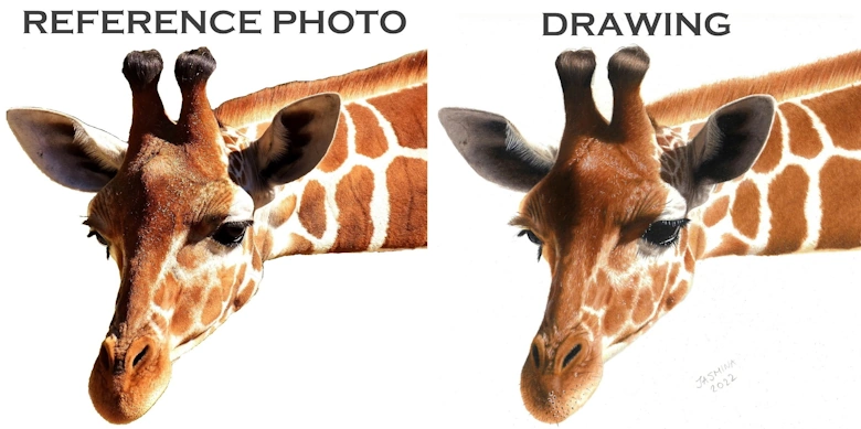 colored pencil drawing giraffe reference photo realism